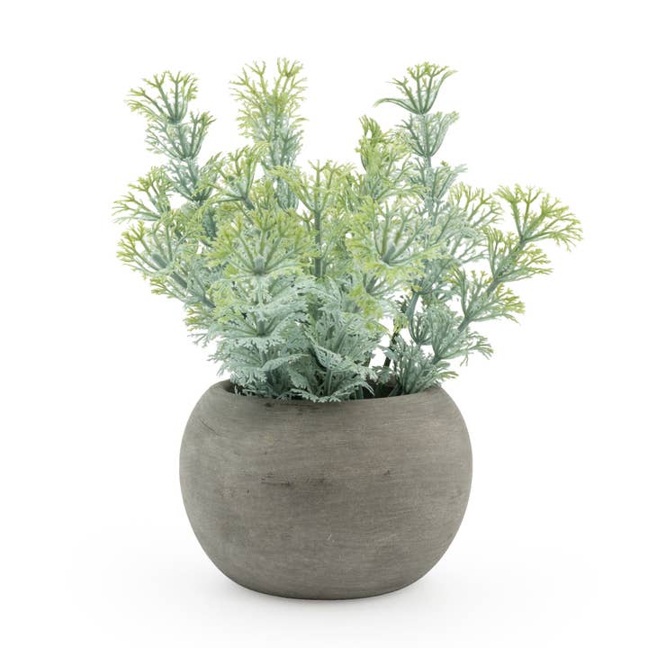 Dwarf Ambulia on Paper Pot 16cm 6PK for wholesale by Candlelight Products Ltd