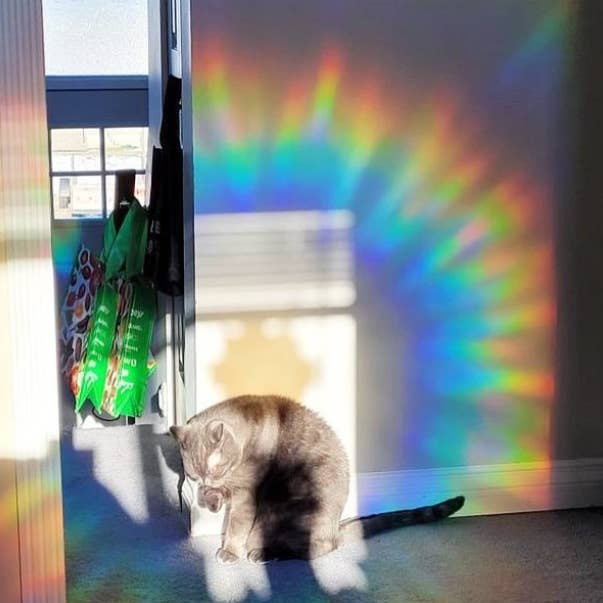 Mustard Tiger - Vendita all'ingrosso Acchiappasole - Pacchetto Suncatcher a forma di dinosauro4