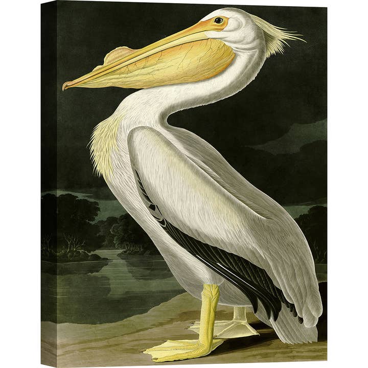 Klassisches Gemälde, Leinwanddruck: Audubon, Pellicano für den Großhandel von Selected Artworks Italia