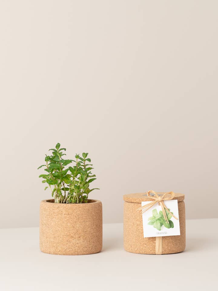 Crescere Sughero Menta per la vendita all'ingrosso da parte di Life in a bag