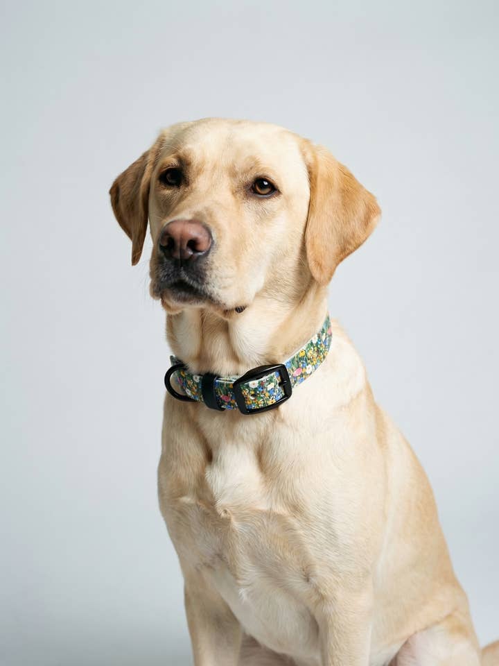 Floral Print Biothane Collar for wholesale by Barking Fancy