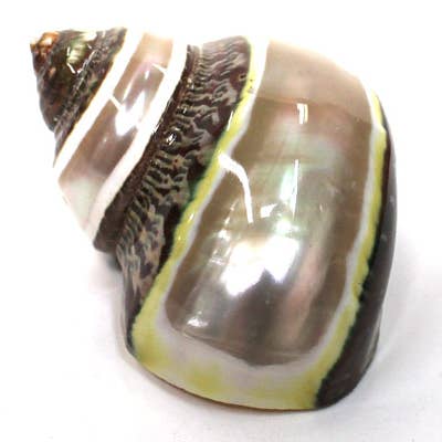 California Seashell Company - Wholesale Decorative Tabletop Object - Banded Tapestry Turban Seashell - Turbo Petholatus