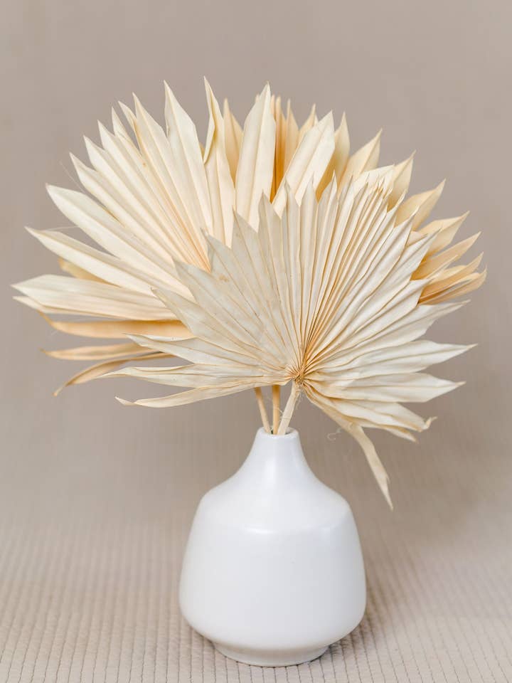 Palm Suns - White - 5 pack for wholesale by You Floral