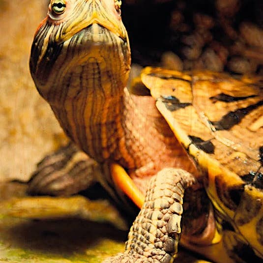 Postkarte mit Schildkrötenhalsausschnitt aus Holz für den Großhandel von Hironwoods