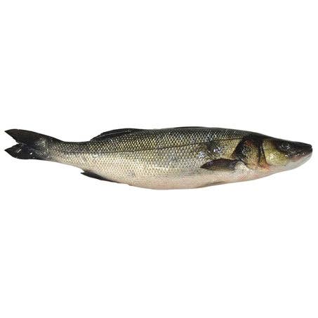 800/1000G S&G Branzino Inteiro por atacado de Onatru Foods