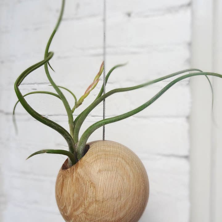Etairnity – wholesale Live plant – Tillandsia Caput-Medusa3