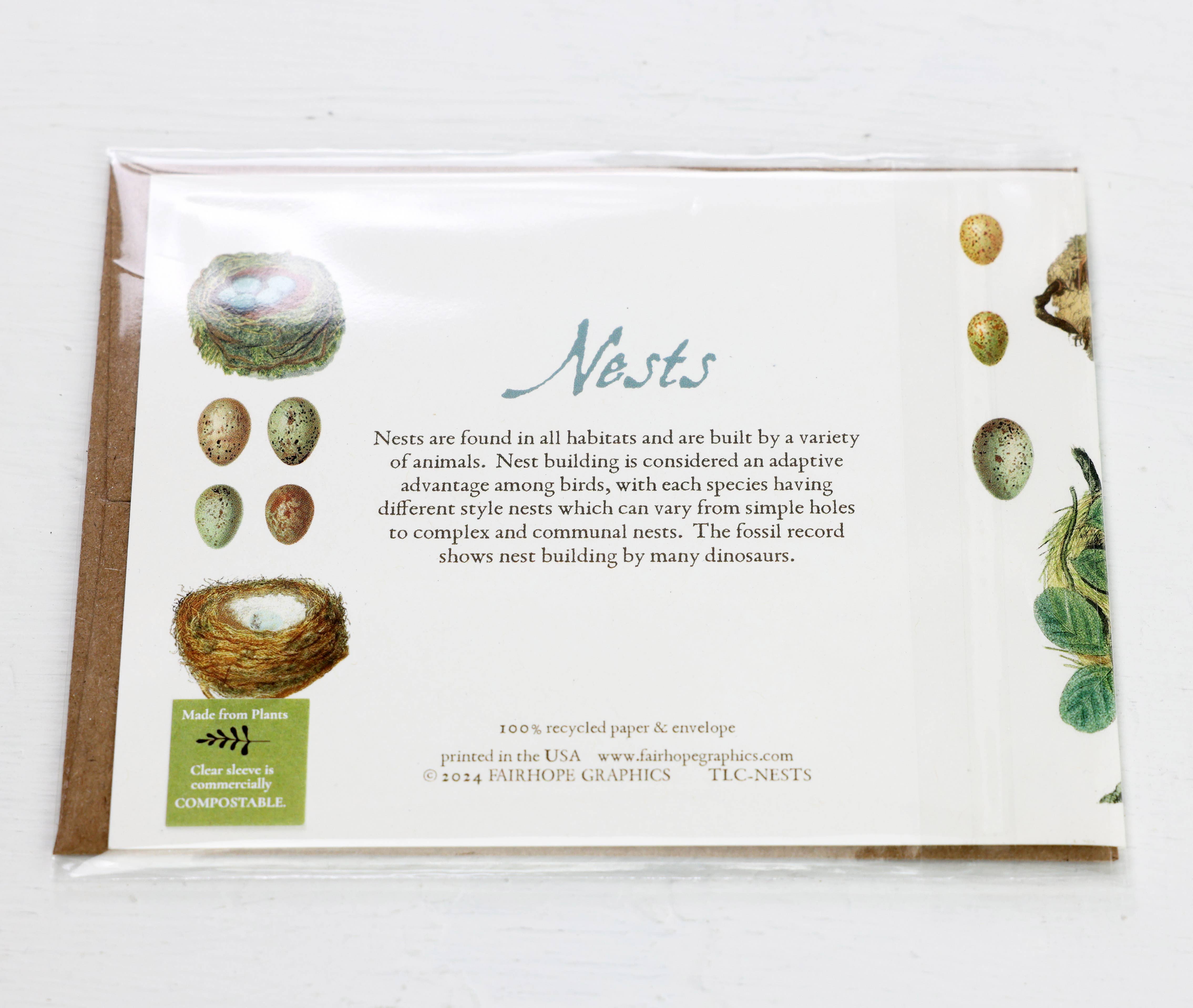 Fairhope Graphics - Vendita all'ingrosso Biglietti di auguri generici - Carta nidi di uccelli2