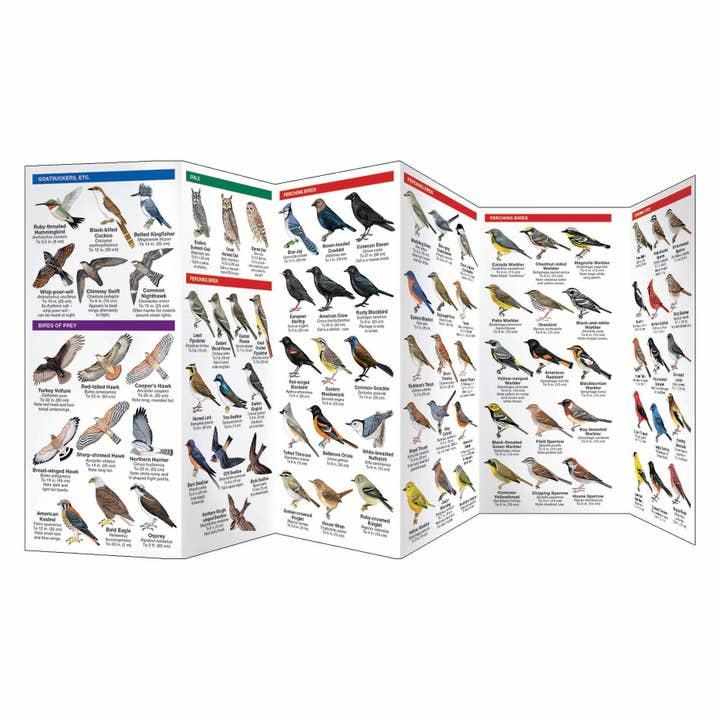 REMOVED BRAND - Wholesale Nature & Outdoors - Michigan Birds Nature Guide2