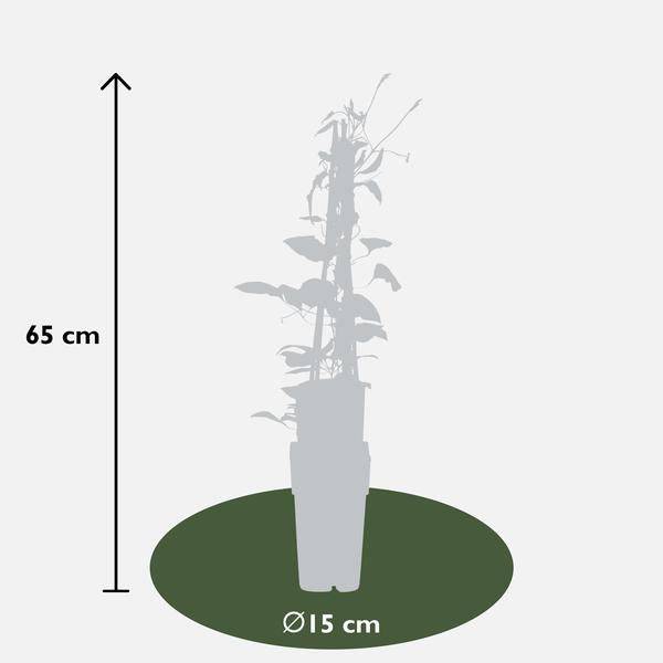Oasis of Life - Wholesale Live plant - Clematis Hagley Hybrid β Γ15cm β approx. 65cm high β Hardy climbing plant with large pink to purple flowers β For fence, pergola & trellis2