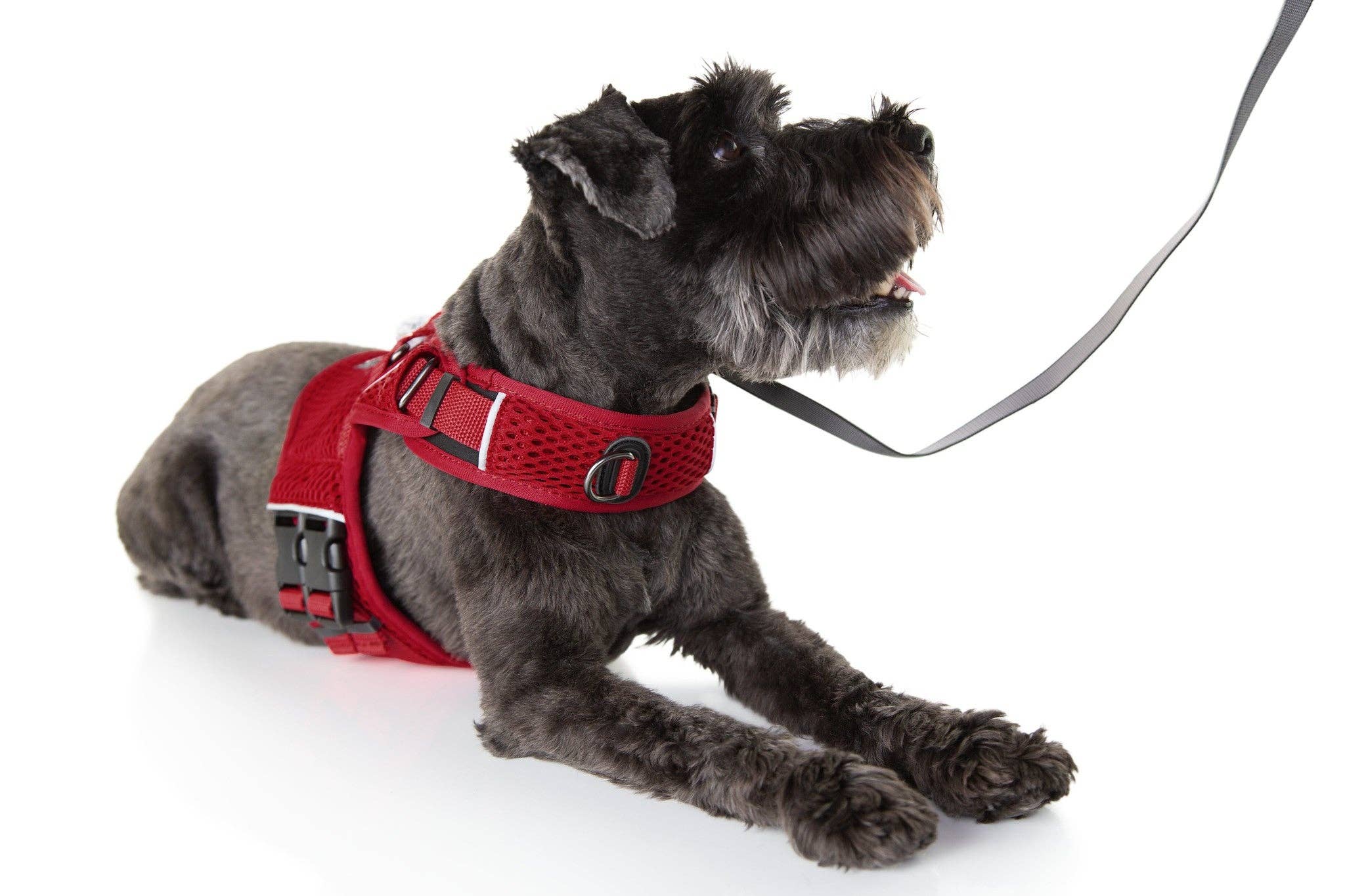 Sleepypod - Wholesale Pet Harness - Dog - Martingale Calming Harness for dogs16