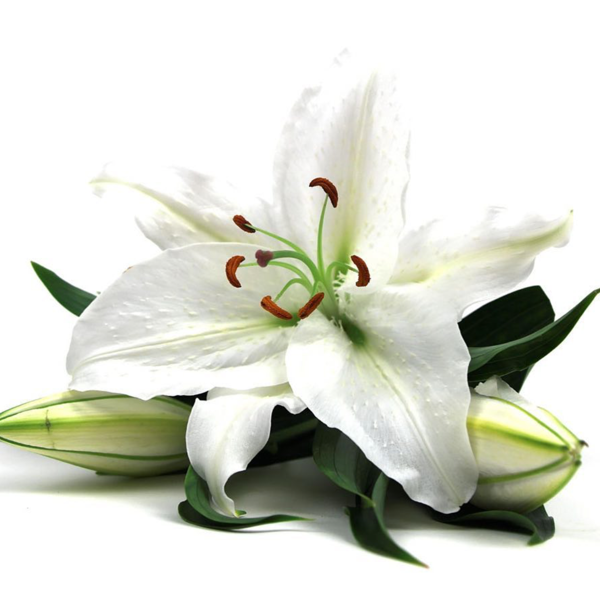 LANGÉ-Paris - Wholesale Facial Moisturizer - Hydra-Global Active Day Cream1