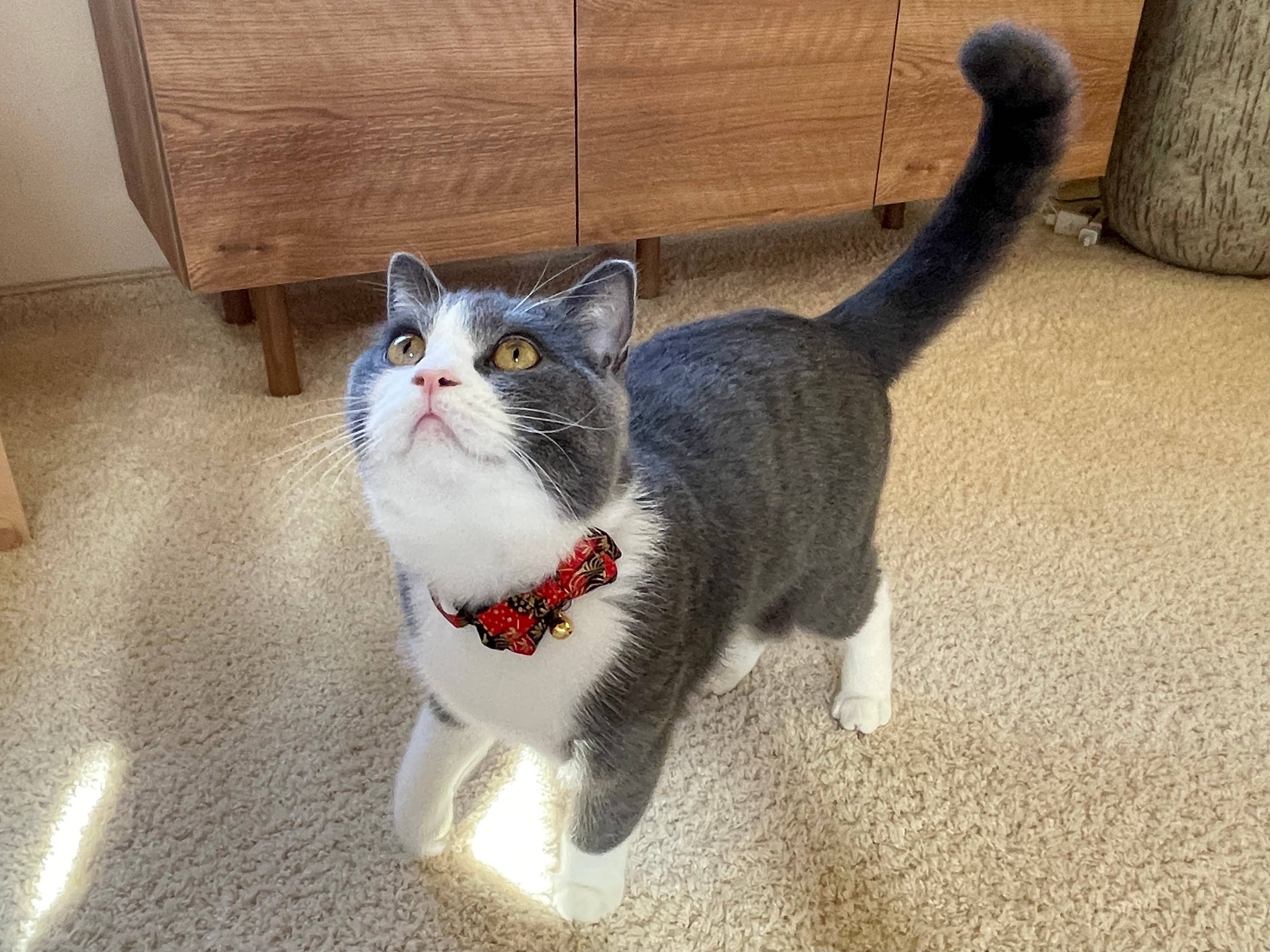 MOON-X USA, INC. – wholesale Halsband - Katt – Förgylld guldfluga kattkrage（Röd）4