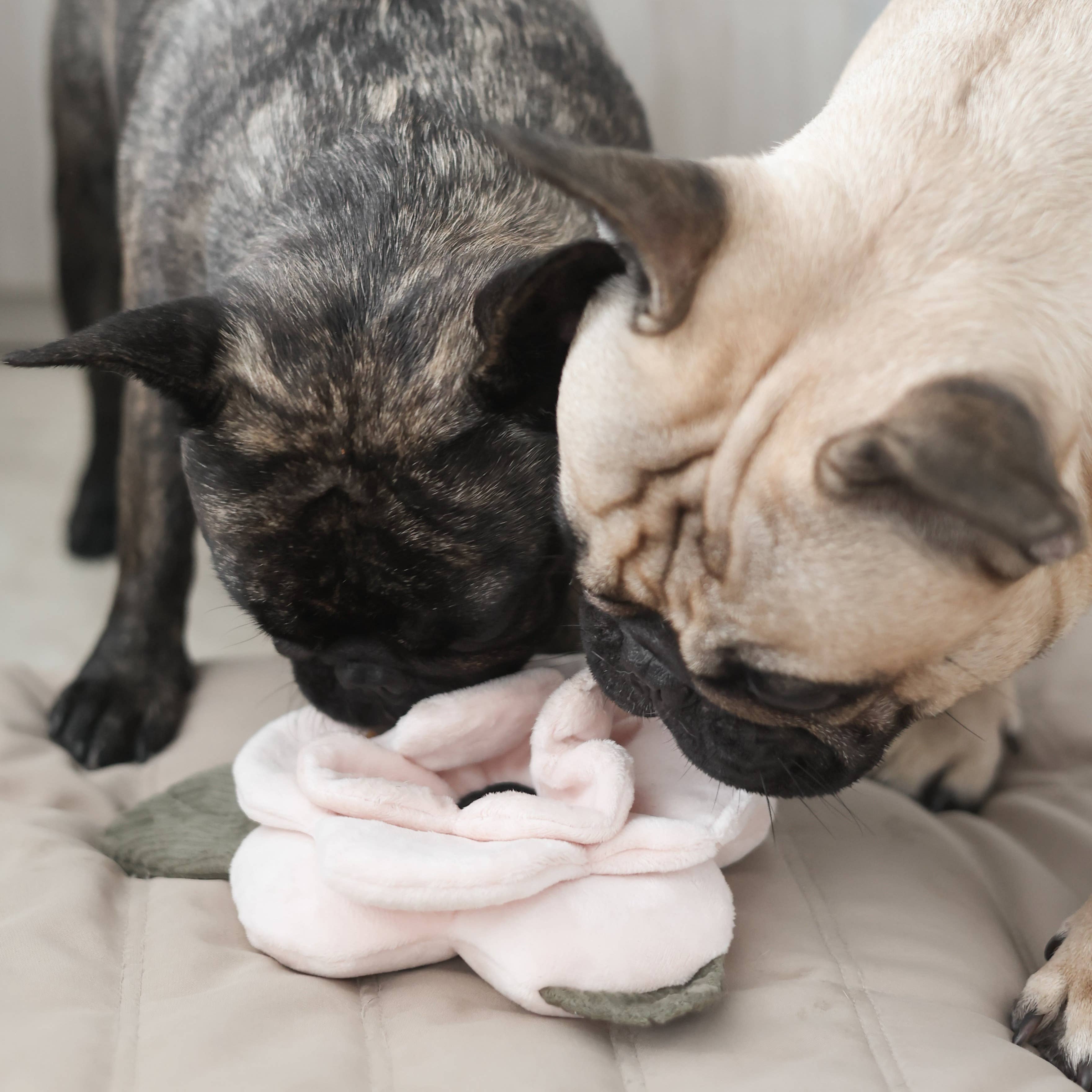 Lambwolf EU - Wholesale Pet Squeaky Toy - Dog - POPPY//Enrichment Toy7