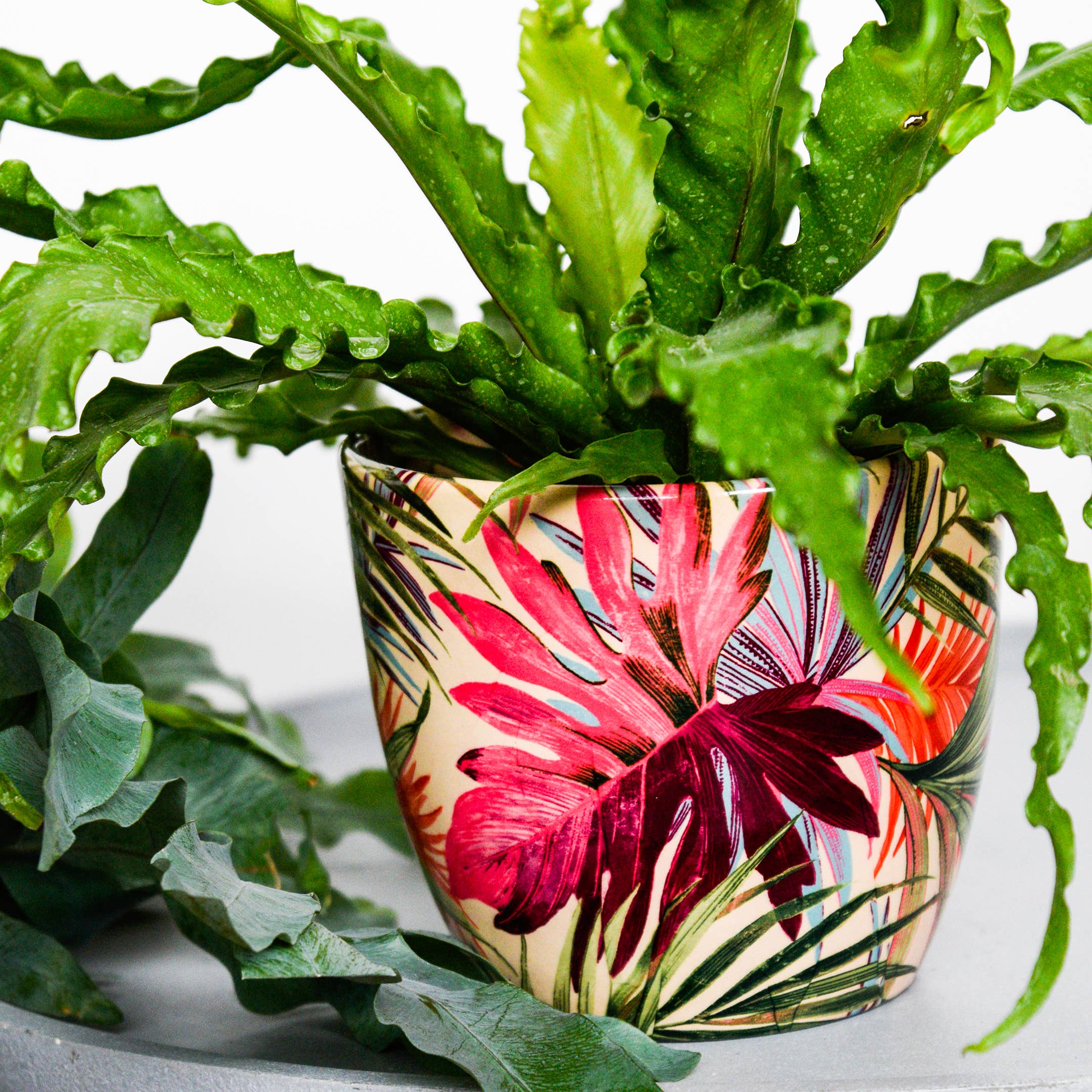 Ivyline - Vendita all'ingrosso Vasi per piante - Vaso per piante da interno in ceramica Monza H16,5 cm x P16,5 cm11