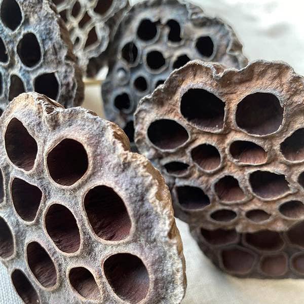 Bloomist – wholesale Dried/pressed flowers – Dried Natural Lotus Pods on Stems1
