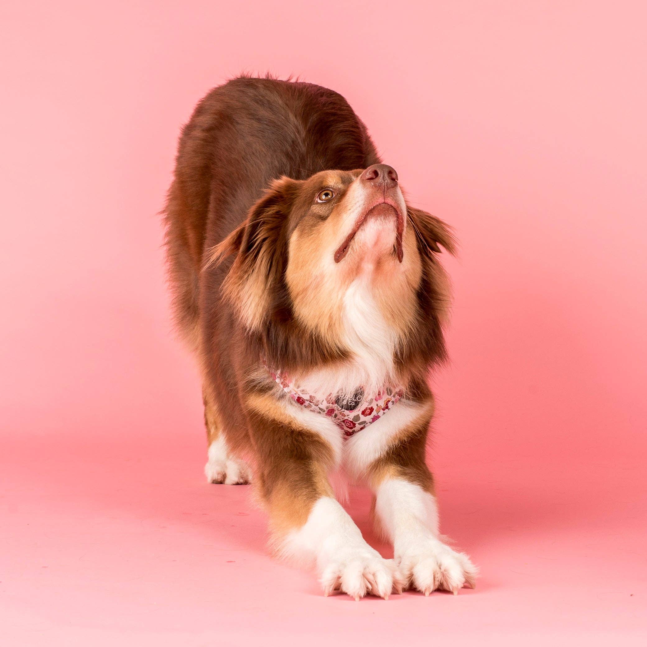 Pablo & Co. Boutique – Engroshandel Kæledyrssele – Hund – Primrose: Justerbart hundesele4