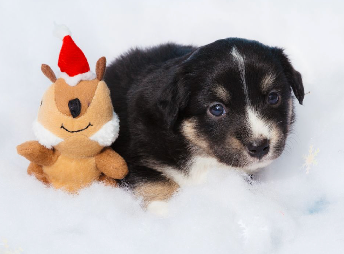 ZippyPaws - Vente Peluche – chien - Jouet de Noël Holiday Zippy Burrow - Bûche de Yule pour chiens5