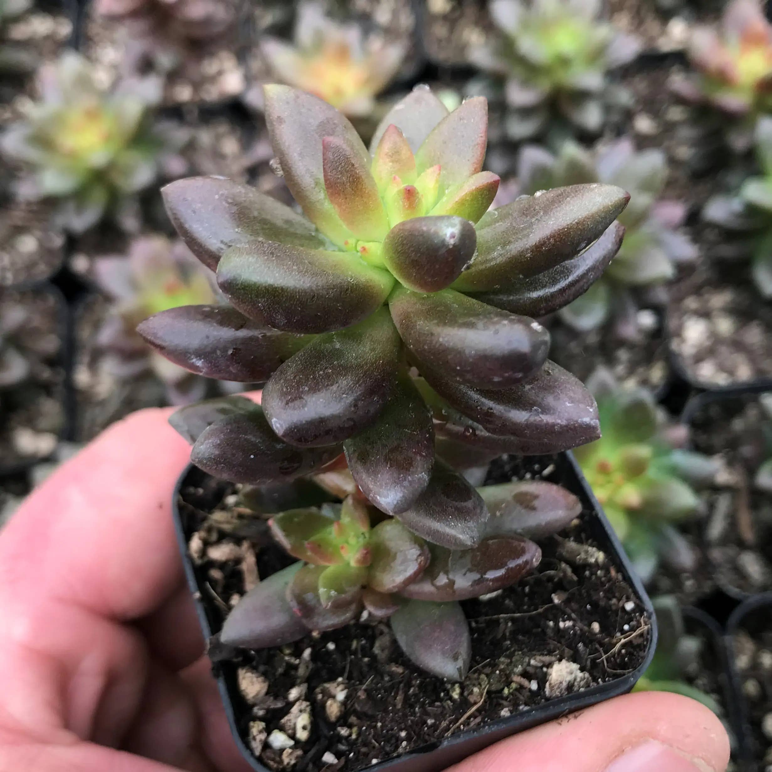 Sedeveria Jet Beads Succulent