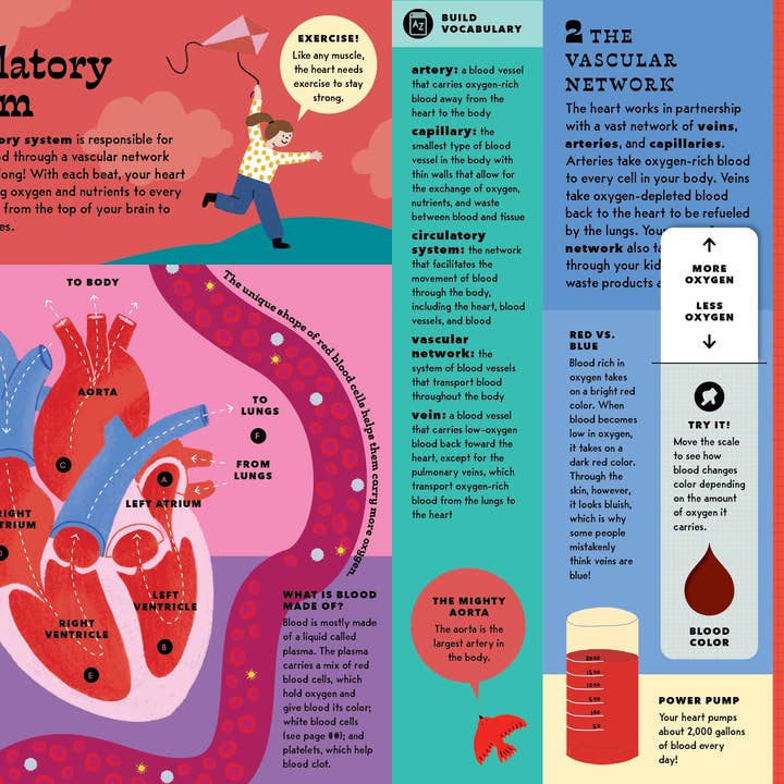 Bushel & Peck Books - Wholesale Preschool Book (3-5) - The Interactive Human Body11