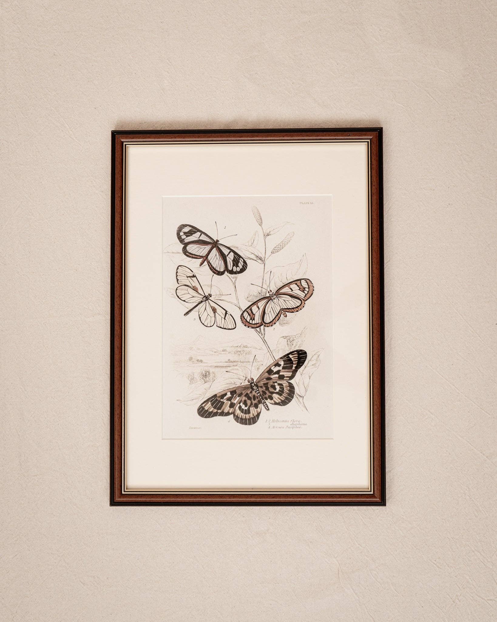 Coultura - Wholesale Gallery Wall Set - Framed Set of Six Vintage Butterfly Art Prints (Classic Teak Frame Collection)4