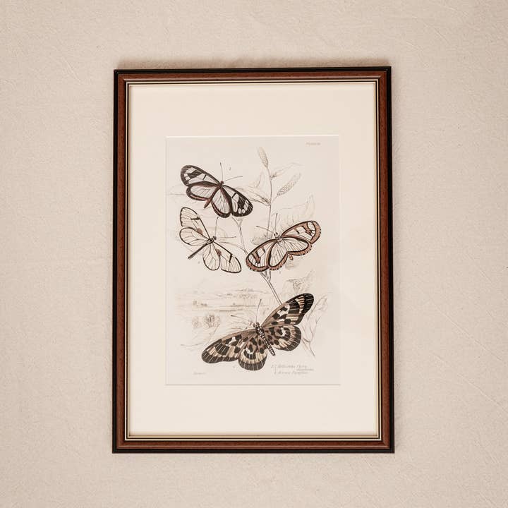 Coultura - Wholesale Gallery Wall Set - Framed Set of Six Vintage Butterfly Art Prints (Classic Teak Frame Collection)4