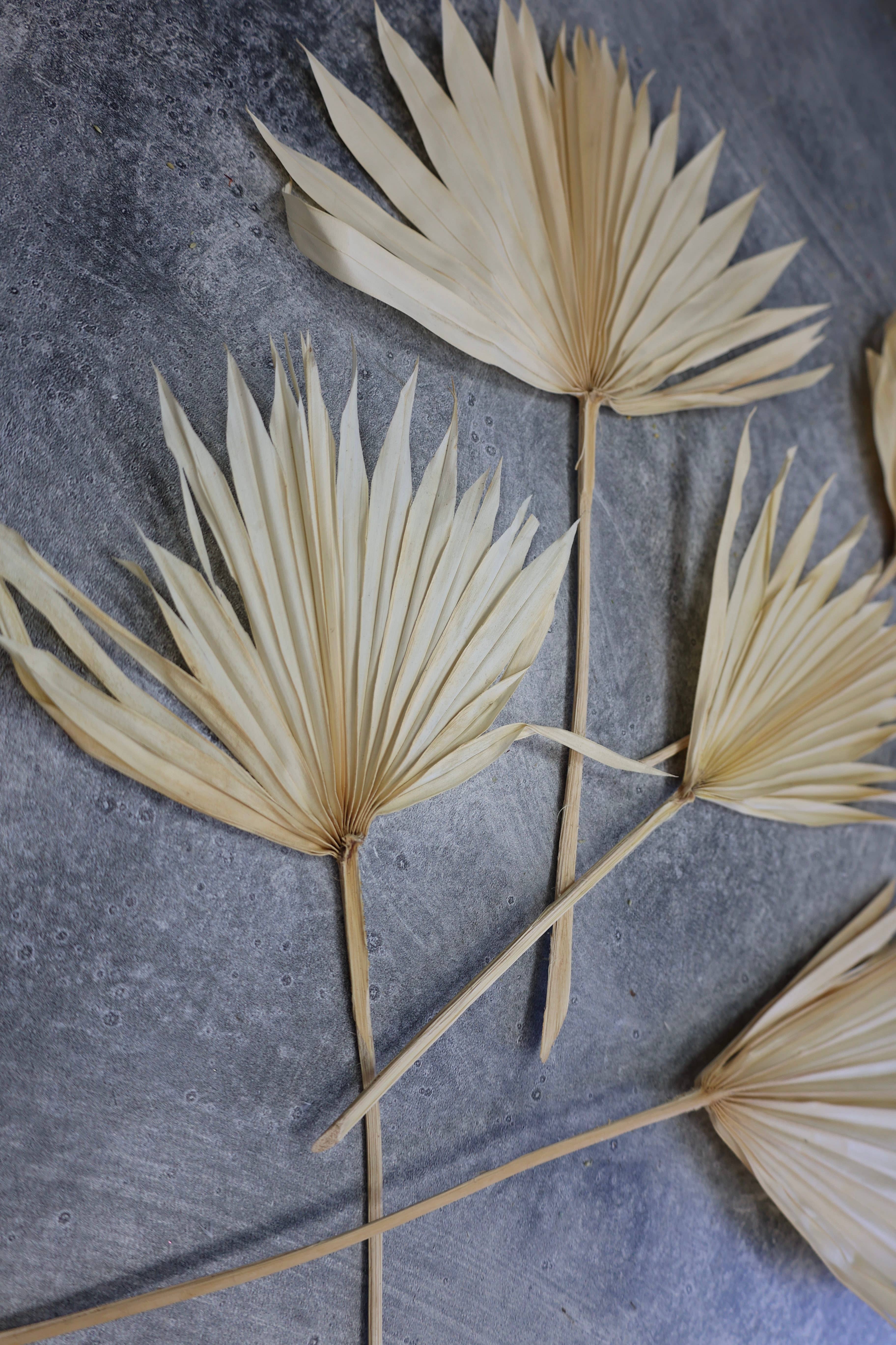 FlowerFantaSee – wholesale Dried/pressed flowers – Dried Sun Palm Leaf Fans -Cream (Set of 5)7