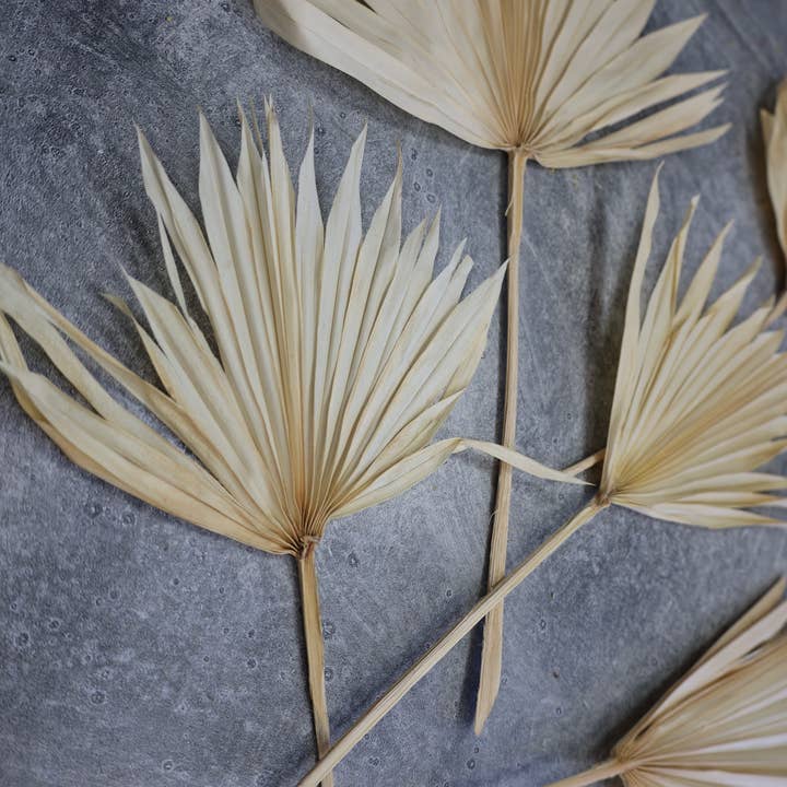 FlowerFantaSee - Wholesale Dried/Pressed Flowers - Dried Sun Palm Leaf Fans -Cream (Set of 5)7