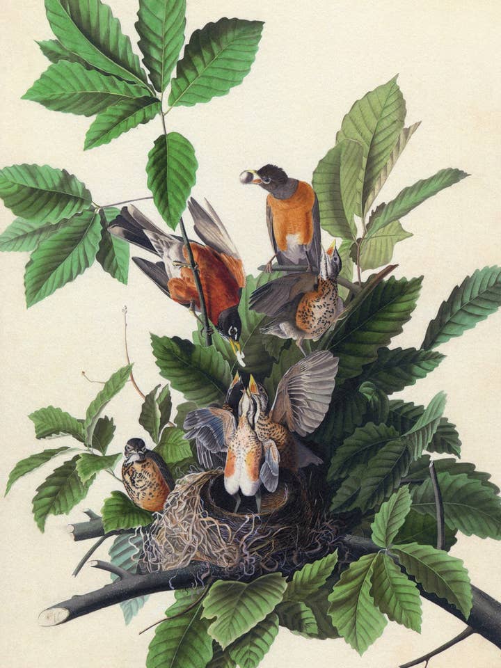 Postkarte Amerikanisches Rotkehlchen (135454) für den Großhandel von The Knowledge of Things by Catch Publishing