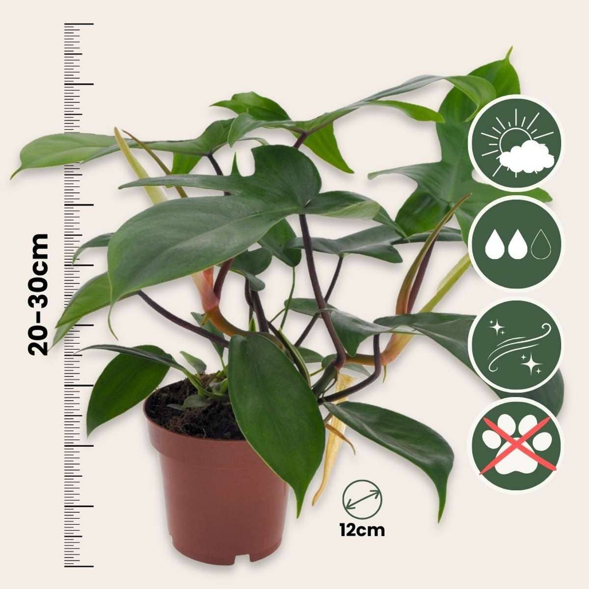 Oasis of Life - Wholesale Live plant - Philodendron Tree Friend – Philodendron 'Florida Green' – Tropical climbing plant with red stems & unique leaves – Air-purifying & easy to care for – For indoor spaces & partial shade – Height 20–30cm – Ø12cm3