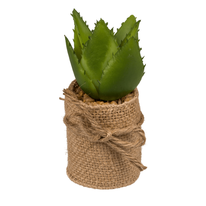 Out of the blue KG - Wholesale Succulent - Decoration Succulents in pot with jute fabric,3