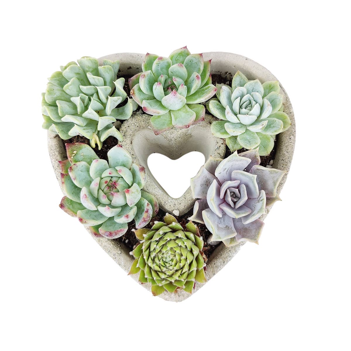 Best Plant Friend - Wholesale Succulent - Succulent Heart Arrangement - Succulent Gift Decor Ideas6