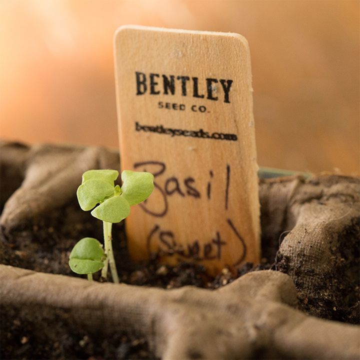 Bentley Seed Co. - Wholesale Plant Seeds - Basil, Genovese Sweet Seed Packets5