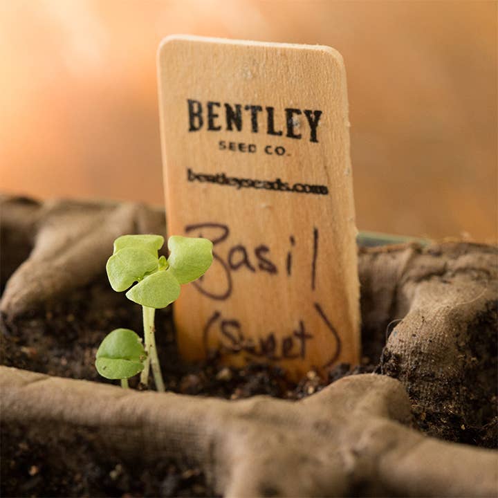 Bentley Seed Co. - Wholesale Plant Seeds - Basil, Genovese Sweet Seed Packets5