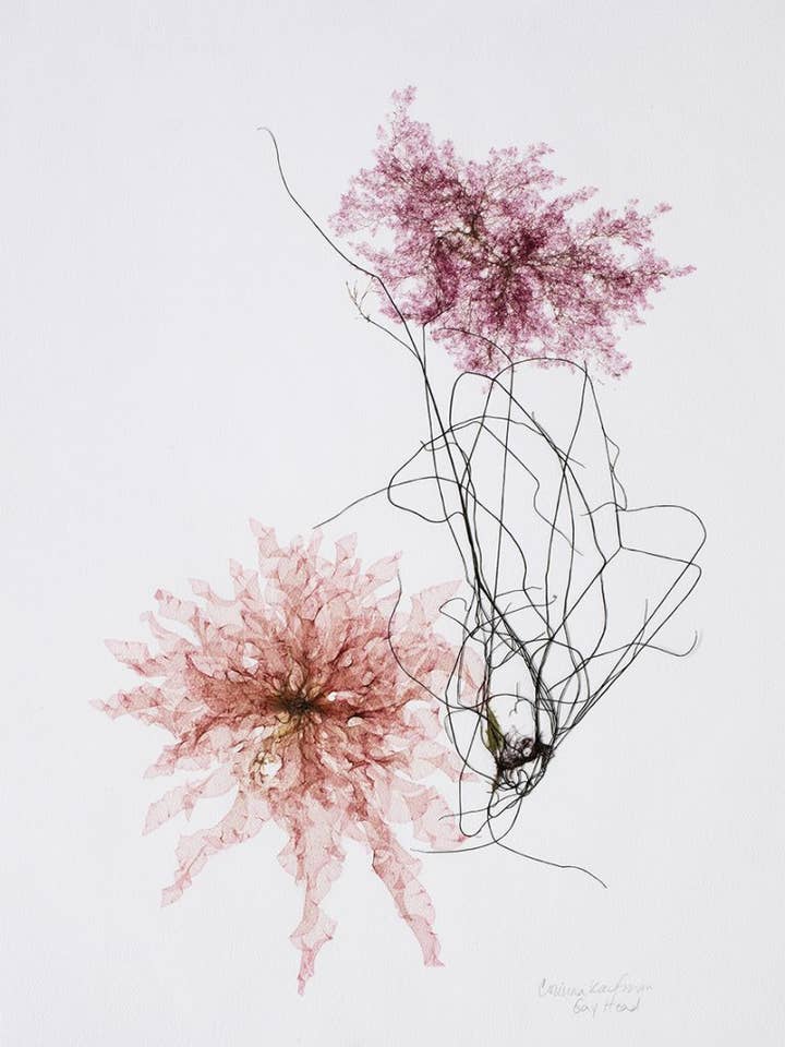 Seaweed Art Cartes de voeux 5x7 Design #38 pour la vente par Seaweed Artist