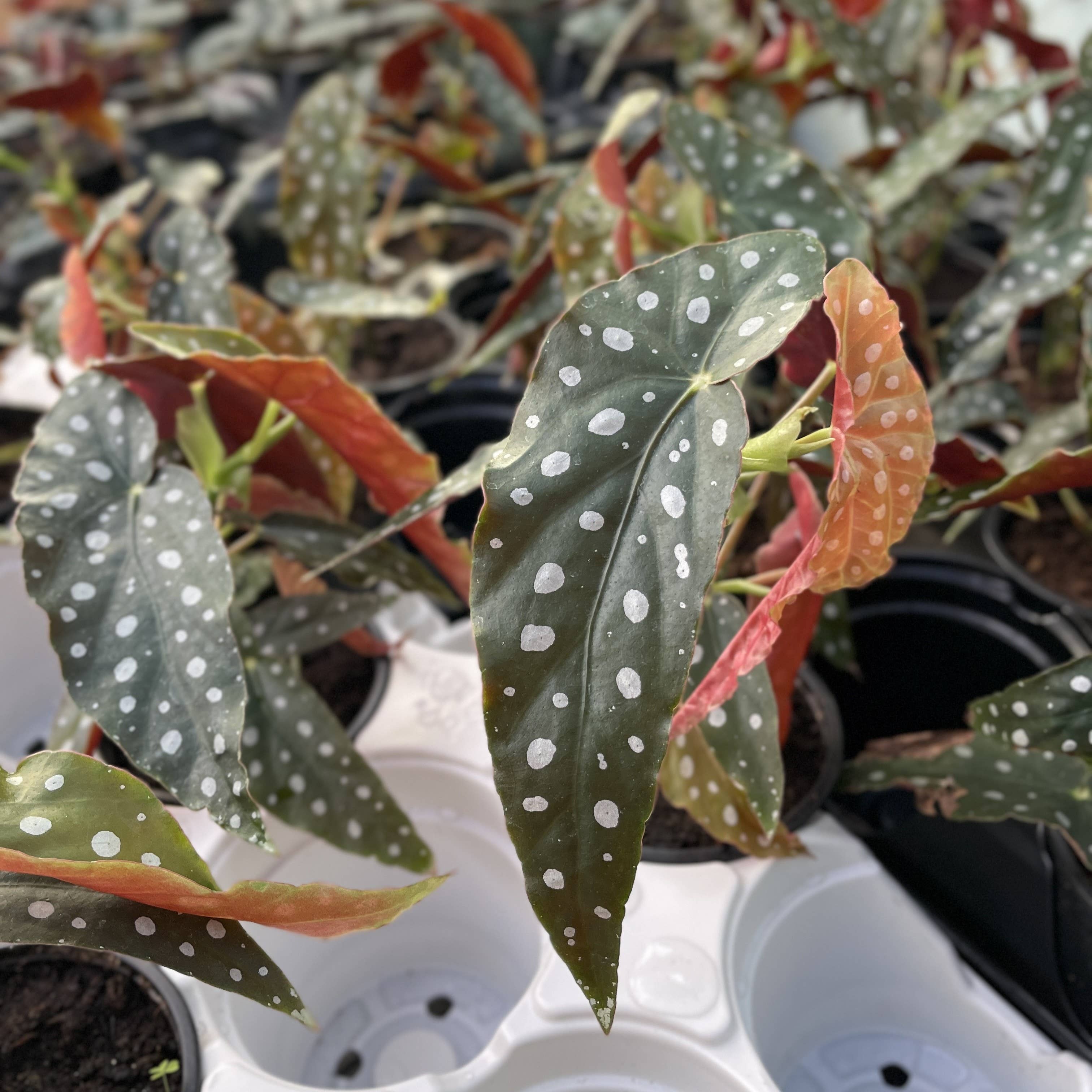 Thorsen's Greenhouse - Wholesale Live Plant - Begonia Maculata - Polka Dot Plant - 4" Live Plant3