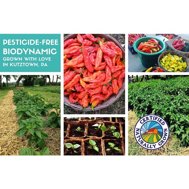 Homesweet Homegrown - Venta al por mayor Salsas picantes - ¡Nuevo! XXXXX Salsa picante Escorpión3