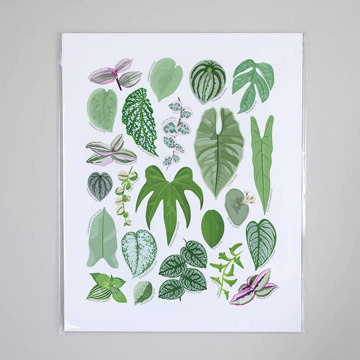 Zilverkleurige Kamerplanten - Educatieve Natuur Kunstprint voor wholesale door Beehive 95 Designs