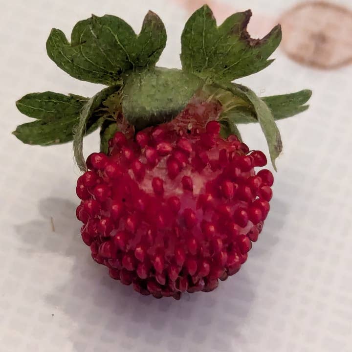 Velvet Vine Market - Wholesale Plant seeds - Wildflower Seed Kit, 5 Types of Fairy Garden Wildflowers4