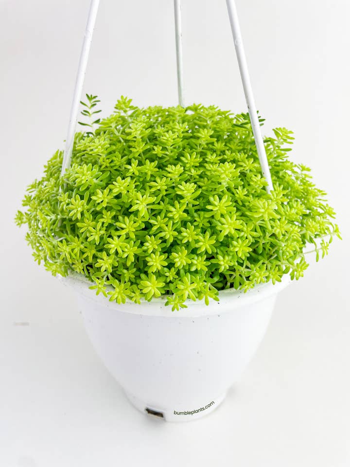 Sedum Japonicum 'Tokyo Sun' (Tokyo Sun Stonecrop) for wholesale by Bumble Plants