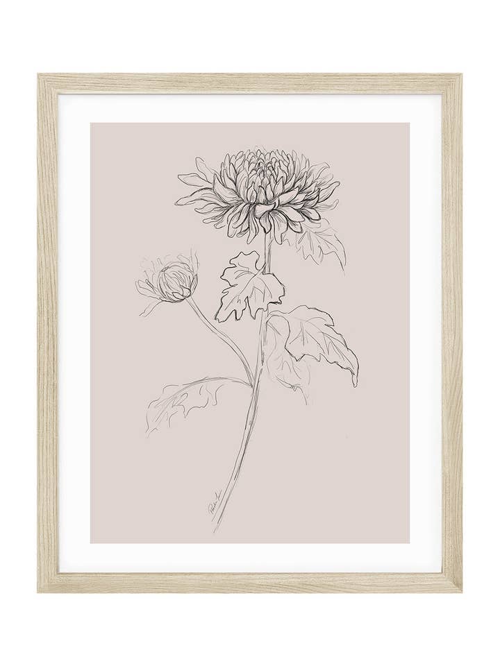 Chrysanthemum, November Birth Flower for wholesale by Love by Phoebe