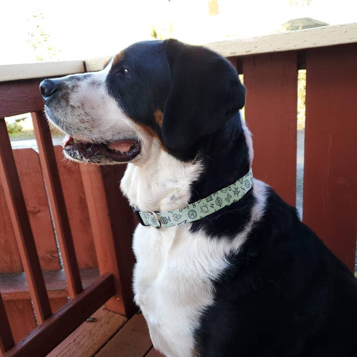 STEM Dog Collar - Made in the USA for wholesale on Faire
