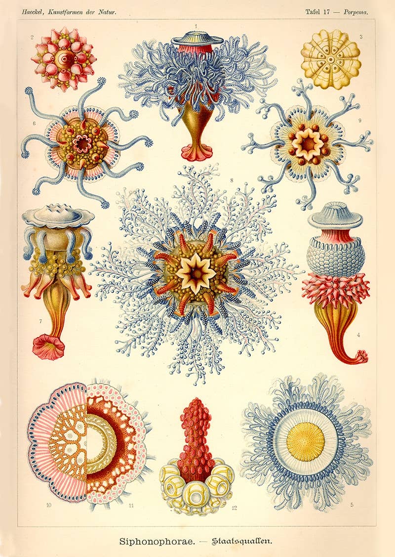 Esque - Vente Poster - Affiche Ernst Haeckel - Siphonophore0