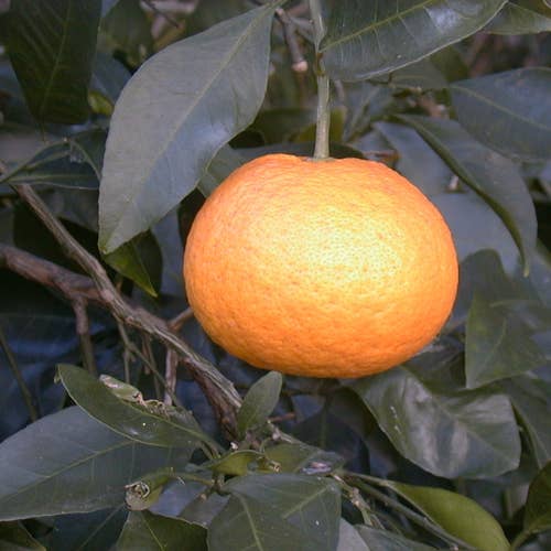 KANKITSU LABO - Wholesale Hard Candy - Dry Candied Japanese Citrus Peel | Amanatsu (あまなつ) | 1.05 oz