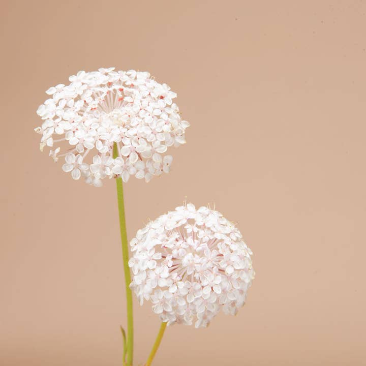 Plantgem - Wholesale Plant Seeds - Lacy Pink Lace Flower - 100 Seeds1