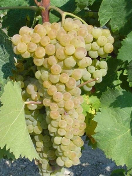 Trebbiano Toscano White for wholesale by Sementi & Barbatelle