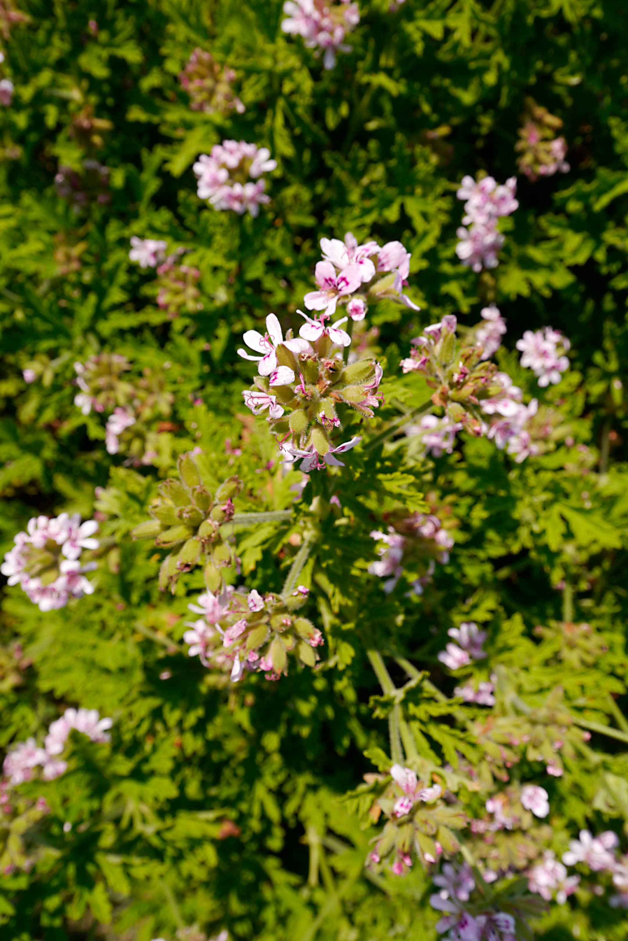 Essences Naturelles Corses – Großhandel Gesichts- und Körpernebel/Wasser – Rosen-Geranium Blütenwasser – Aromatherapie – 100 ml1