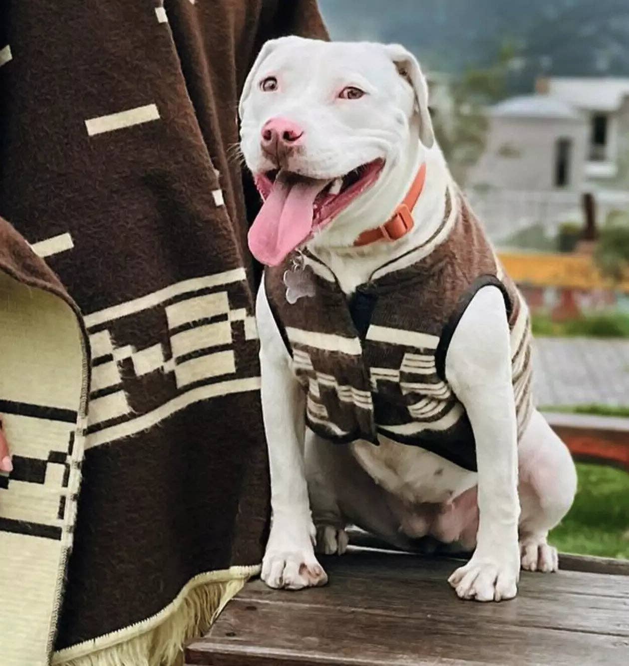 ECUALAMA – Poncho para cão - Cão por atacado – Poncho de cão inspirado em Clint Eastwood - Réplica de manta serape de cowboy de lã alpaca artesanal para cães - castanho