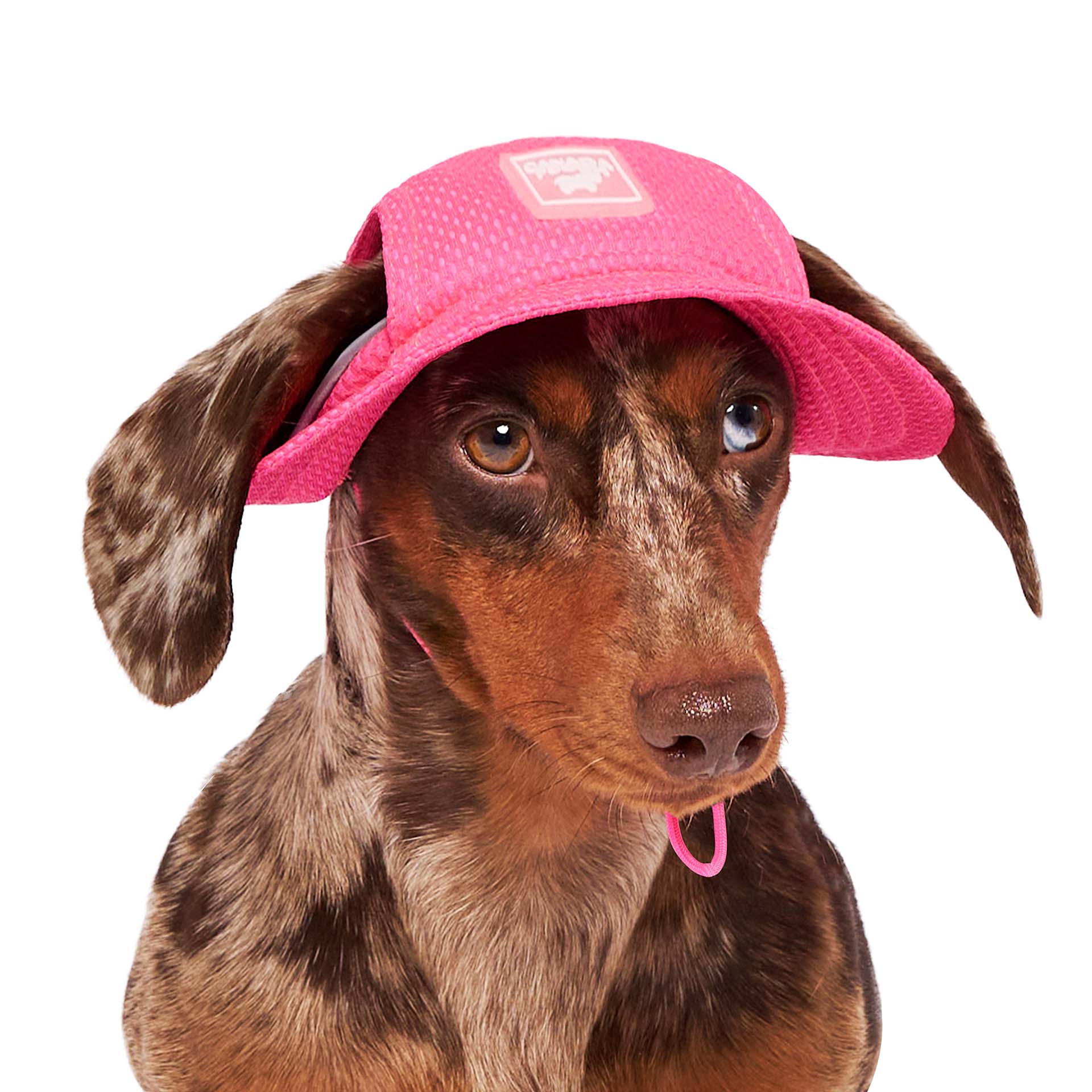 Rose fluo Canada Pooch Chill Seeker Chapeau rafraîchissant pour chien (rose néon) en vente sur Faire3