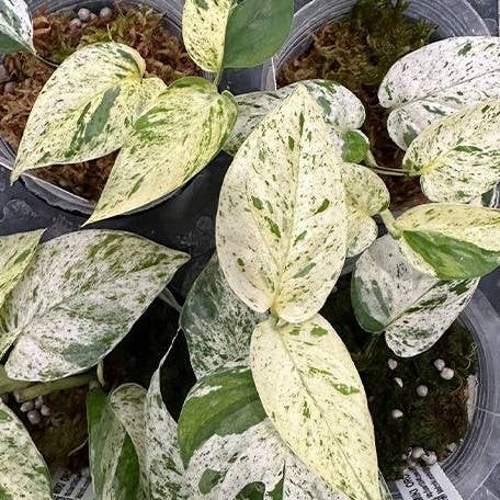 OrchidBox - Wholesale Echte plant - Epipremnum 'Marble Queen' bont 2,5" | Zeldzame Kamerplant1