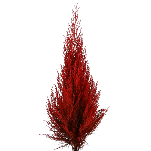 Concari.flores Preservadas – wholesale Artificial plant – GOLDCREST WILMA PRESERVED CYPRESS1